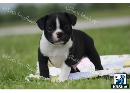 Boston Terrier